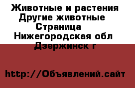 Животные и растения Другие животные - Страница 2 . Нижегородская обл.,Дзержинск г.